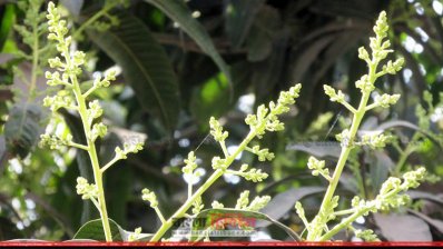 আমের মুকুলে চাঁপাইনবাবগঞ্জের আম চাষিদের মুখে ফুটেছে হাসি