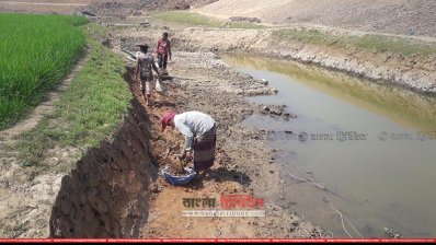 হাওরে চলছে ফসল রক্ষা বাঁধের কাজ