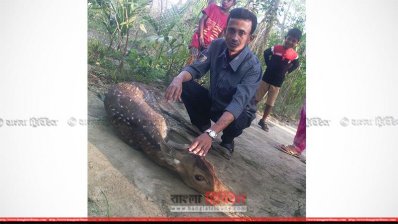 মনপুরায় পুকুর পাড় থেকে উদ্ধার মায়া হরিণ 