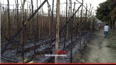 কুষ্টিয়ায় ২০০ বিঘা জমির পানের বরজ পুড়ে ছাই 