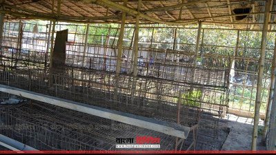 লোকসানে মুরগি বিক্রি করে দিয়েছেন এক খামারি