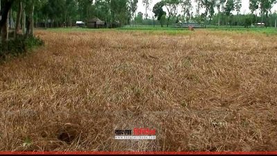 ক্ষতিগ্রস্ত ধান ক্ষেত