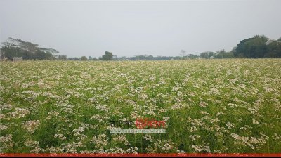 ধনেপাতা ক্ষেত 