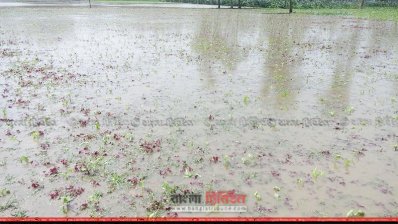 সবজি ক্ষেত