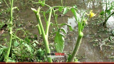 ক্ষতিগ্রস্ত টমেটো ক্ষেত