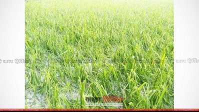কুড়িগ্রামে ধানক্ষেত
