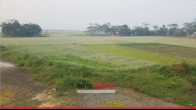 জাজিরার ধনেপাতা ক্ষেত 