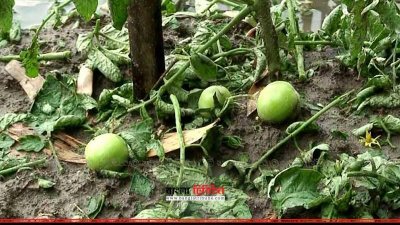 ক্ষতিগ্রস্ত টমেটো ক্ষেত