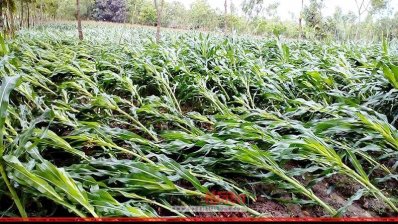কুড়িগ্রামে ভুট্টা ক্ষেত