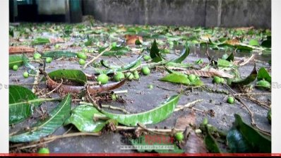 পঞ্চগড়ে ঝরে পড়েছে আম
