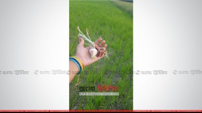 ক্ষেতের পেঁয়াজ 