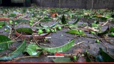 পড়ে আছে আমের গুটি