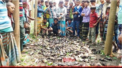 মাধবপুরে শিলাবৃষ্টিতে মৃত পাখি