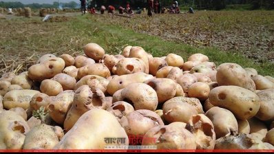 পোকার আক্রমণে নষ্ট হয়ে গেছে আলু 
