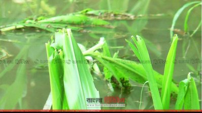 নষ্ট হওয়া ধান ক্ষেত