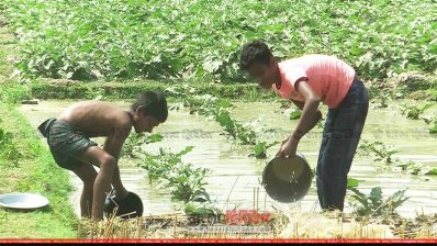 পানি সেচে বেগুন ক্ষেত বাঁচানোর চেষ্টা