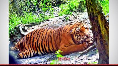 গাজীপুর শেখ মুজিব সাফারি পার্কে মারা যাওয়া বাঘিনী। ছবিটি ২০১৭ সালে তোলা