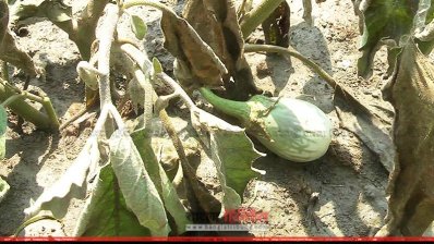 নষ্ট হওয়া বেগুন ক্ষেত