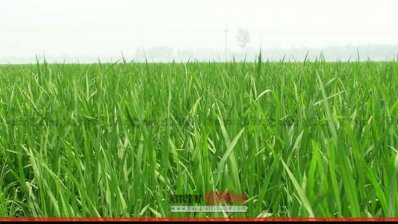  দিনাজপুরের হাকিমপুর উপজেলার ফসলের মাঠ সবুজে ভরে গেছে