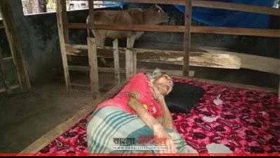 গোয়াল ঘরে বৃদ্ধ মা 