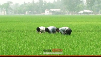 ভালো ফলনের আশায় কৃষকরা আগাছা তোলায় ব্যস্ত