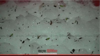 কৃষিবান্ধব পদ্ধতির আলোর ফাঁদে আটক পোকা