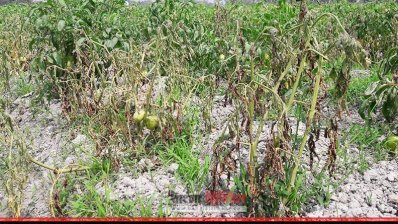অজ্ঞাত রোগে আক্রান্ত গ্রীষ্মকালীন টমোটো গাছ