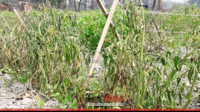 অজ্ঞাত রোগে আক্রান্ত গ্রীষ্মকালীন টমোটো গাছ