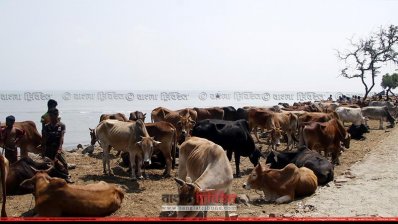 মিয়ানমার থেকে আনা গরু