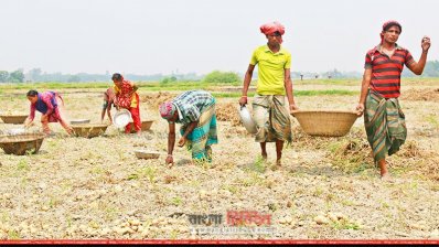 জমি থেকে আলু তুলছেন চাষিরা (ছবি- প্রতিনিধি)