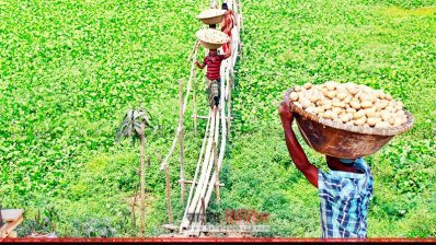 জমি থেকে তোলা আলু বয়ে নিয়ে যাচ্ছেন চাষিরা (ছবি- প্রতিনিধি)