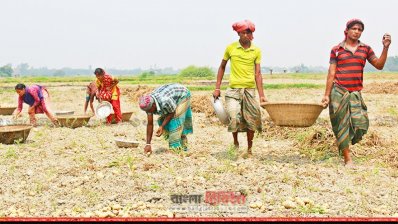 জমি থেকে আলু তুলছেন চাষিরা (ছবি- প্রতিনিধি)