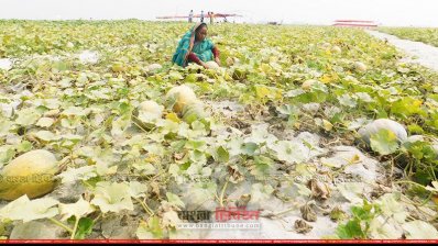 পরিচর্যা করছেন নারী চাষি (ছবি- প্রতিনিধি)