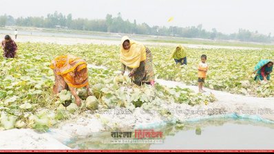মাঠ থেকে কুমড়া তুলছেন নারী চাষি (ছবি- প্রতিনিধি)