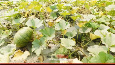 সবুজ পাতার ফাঁকে উঁকি দিচ্ছে কুমড়া (ছবি- প্রতিনিধি)