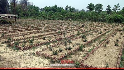 রামু বোটানিক্যাল গার্ডেন
