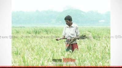 ব্লাস্টের আক্রমে হতাশ কৃষক