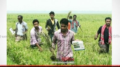 ব্লাস্টের আক্রমে হতাশ কৃষক