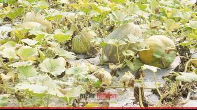 সবুজ পাতার ফাঁকে কুমড়া (ছবি- প্রতিনিধি)