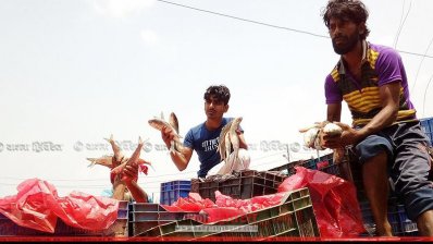 ইলিশের ট্রাক আটক করা হয়েছে 