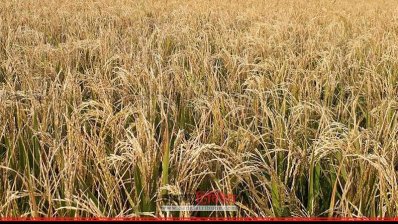 ক্ষতিগ্রস্ত ধান ক্ষেত