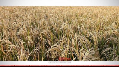 ক্ষতিগ্রস্ত ধান ক্ষেত