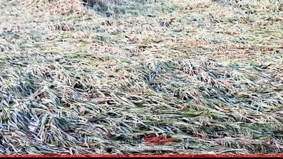 কালবৈশাখী ঝড়ে ব্যাপকভাবে ক্ষতিগ্রস্ত হয় পাকা ধানের ক্ষেত