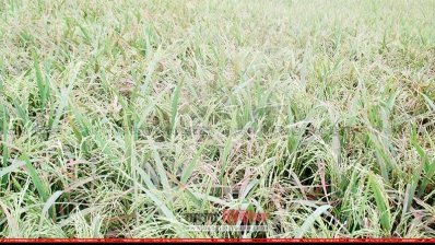 ব্লাস্টের আক্রমণে চিটা হয়েছে বোরো ধানে