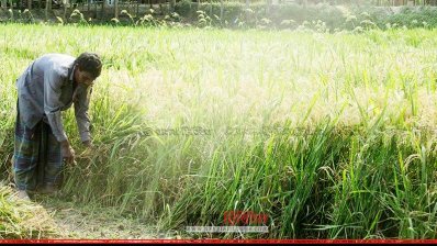 ধানে চিটা ধরায় খড় হিসেবে বিক্রি করতে বাধ্য হচ্ছেন কৃষক