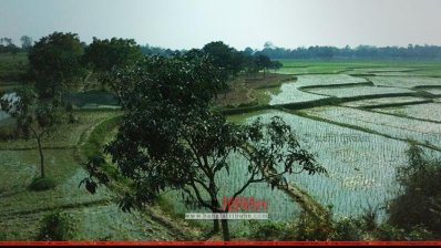 ফসলি জমিতে বাড়ছে ফলের চাষ
