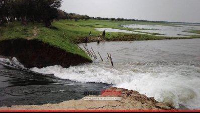 ফসল রক্ষা বাঁধ কাটায় হুমকির মুখে ১০০০ হেক্টর জমির ধান