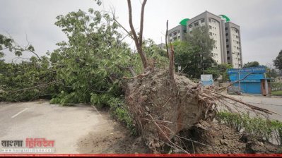 মানিক মিয়া অ্যাভিনিউয়ে ঝড়ে উপড়ে যাওয়া একটি গাছ