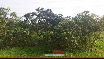 বাড়ছে ফলদ বাগান