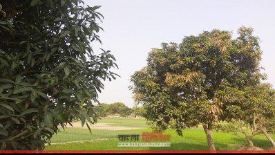 শস্যের চেয়ে ফলে লাভ বেশি হচ্ছে